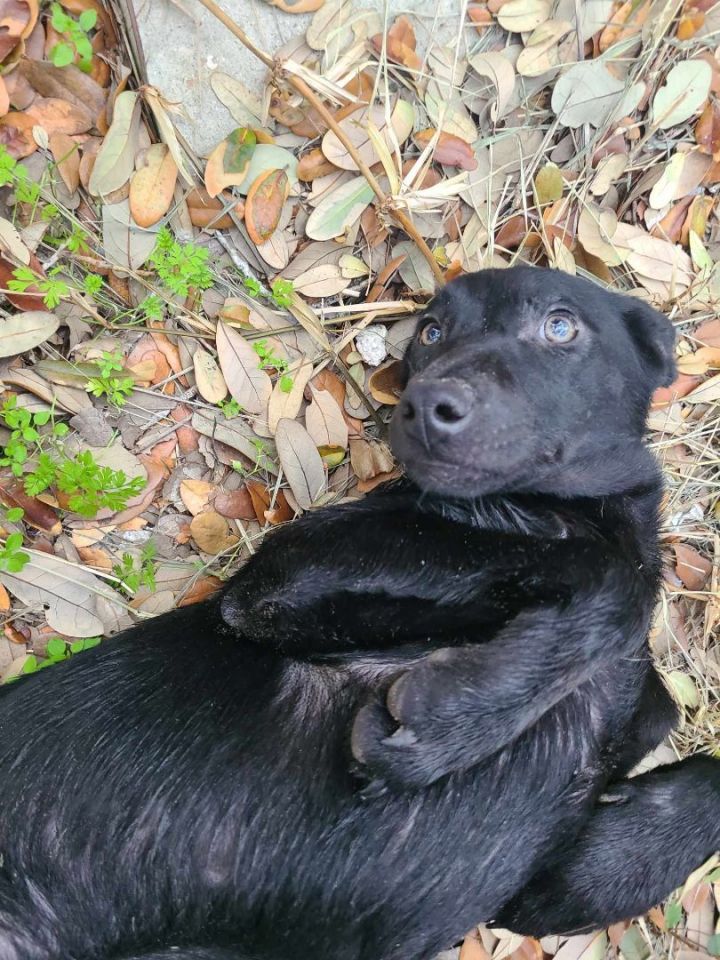 Trixie, an adoptable Labrador Retriever & Black Labrador Retriever Mix in Windsor, CT_image-5
