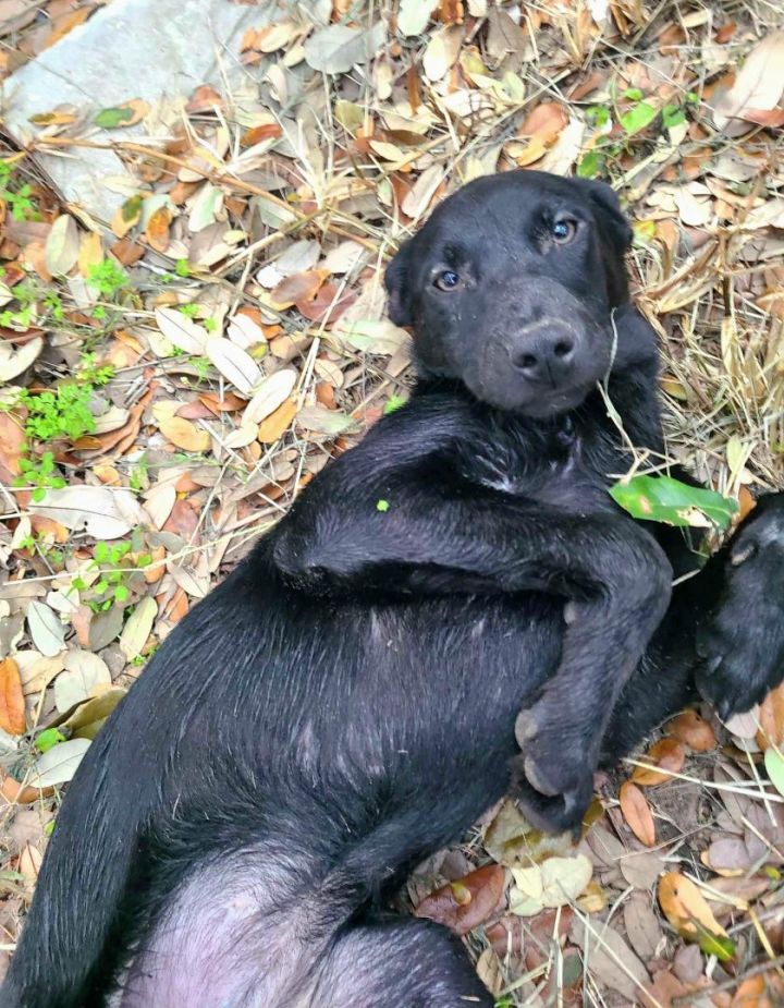 Trixie, an adoptable Labrador Retriever & Black Labrador Retriever Mix in Frederick, MD_image-3