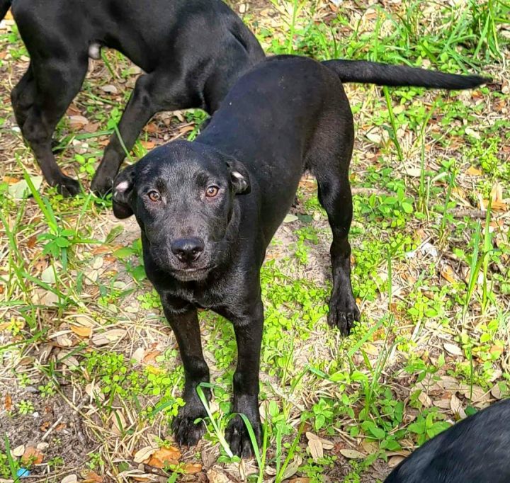 Trixie, an adoptable Labrador Retriever & Black Labrador Retriever Mix in Frederick, MD_image-1