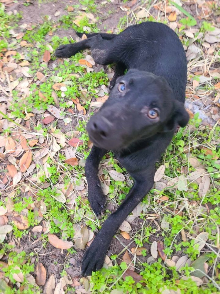 Trixie, an adoptable Labrador Retriever & Black Labrador Retriever Mix in Frederick, MD_image-5