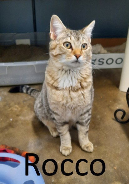 Rocco, an adoptable Ocicat, Domestic Medium Hair in Mountain View, AR, 72560 | Photo Image 1