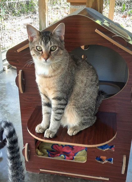 Rocco, an adoptable Tabby, Domestic Medium Hair in Mountain View, AR, 72560 | Photo Image 2