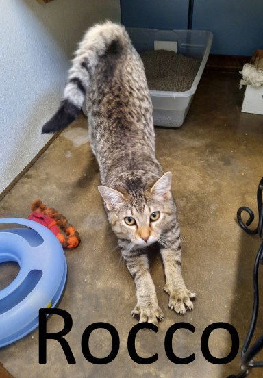 Rocco, an adoptable Ocicat, Domestic Medium Hair in Mountain View, AR, 72560 | Photo Image 3