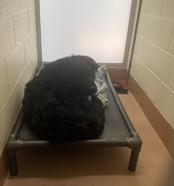 Solovino, an adoptable Labrador Retriever Mix in Kennewick, WA_image-4