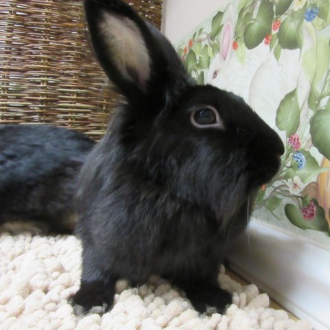 Amadine, an adoptable Lionhead in Newport, PA_image-2