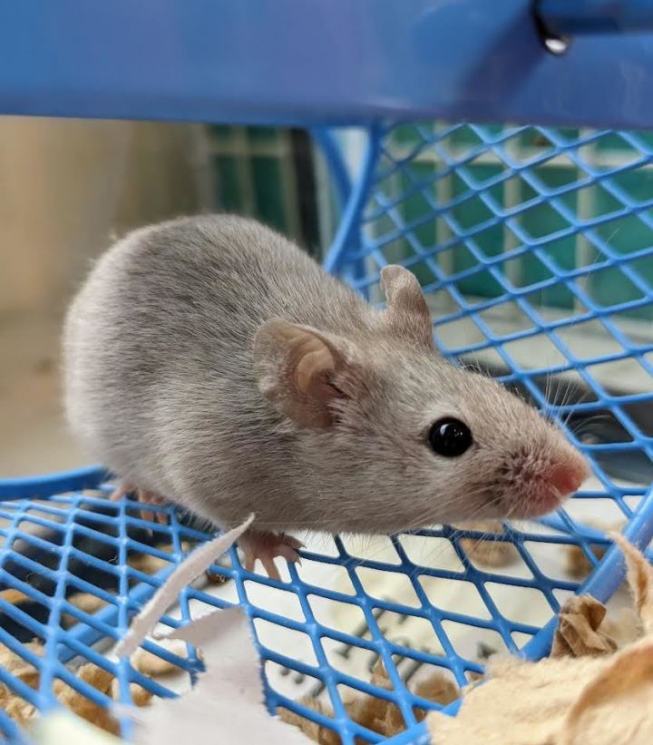 Squeak and co, an adoptable Mouse in Bellingham, WA_image-3