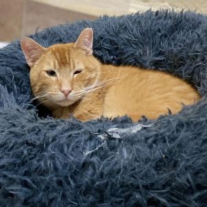 Meet Hot Dog This gorgeous orange boy has had a long life outdoors before he ca