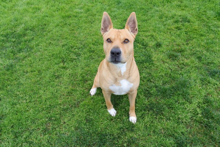 Ace, an adoptable Pit Bull Terrier & Shepherd Mix in Clovis, CA_image-3