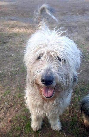 Adopt Milo a Aussiedoodle, Sheepadoodle | Male Aussiedoodle Adoption in ...