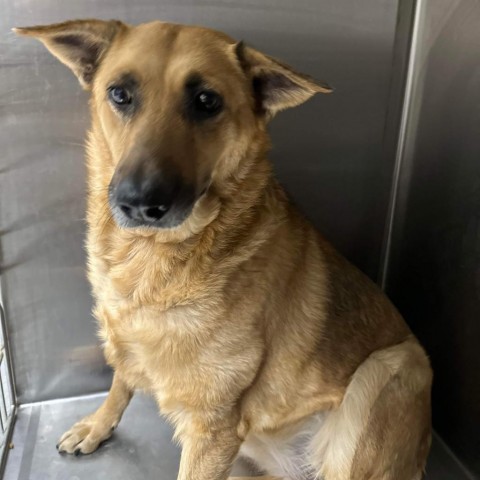 Molly, an adoptable German Shepherd Dog in Wadena, MN, 56482 | Photo Image 1