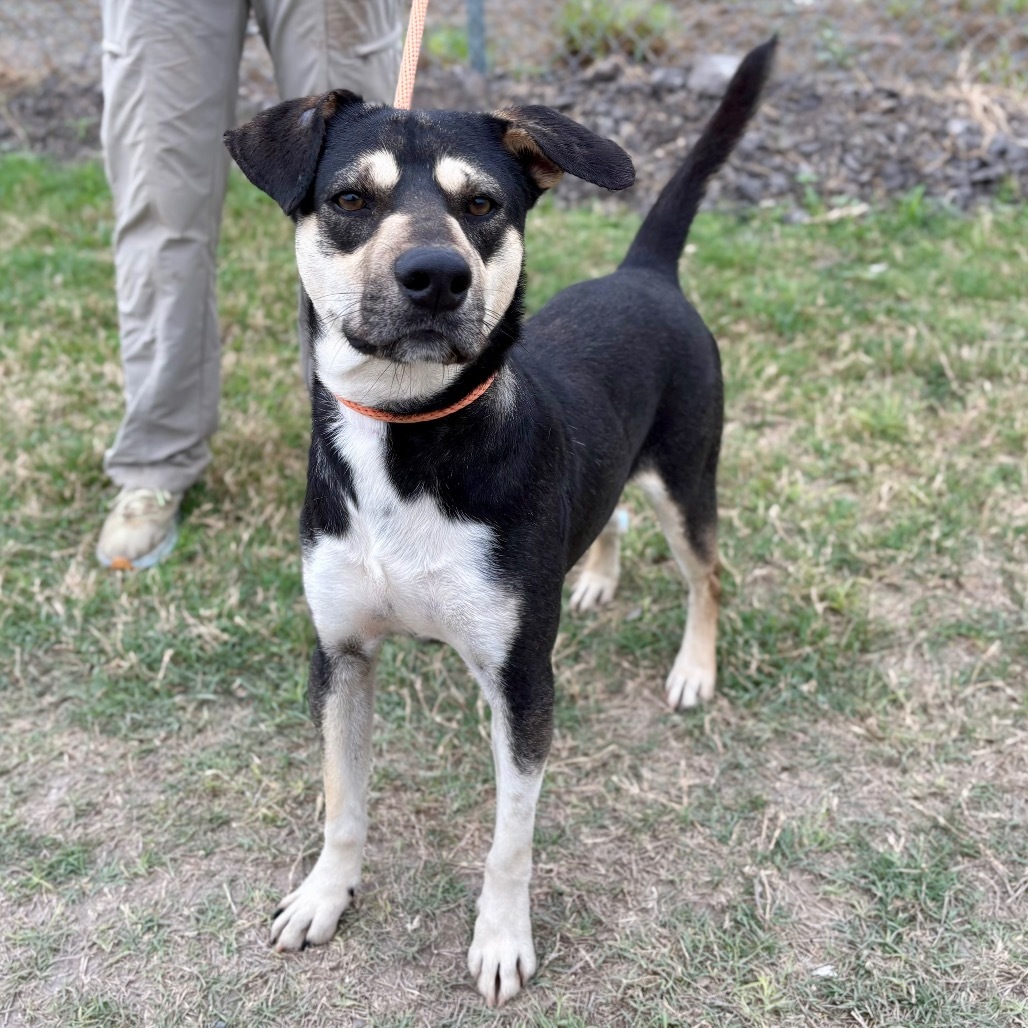 Beans/0004, an adoptable Shepherd, Mixed Breed in Harlingen, TX, 78550 | Photo Image 1