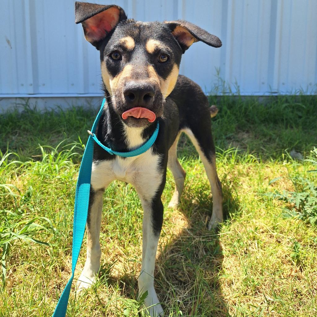 Beans/0004, an adoptable Shepherd, Mixed Breed in Harlingen, TX, 78550 | Photo Image 2