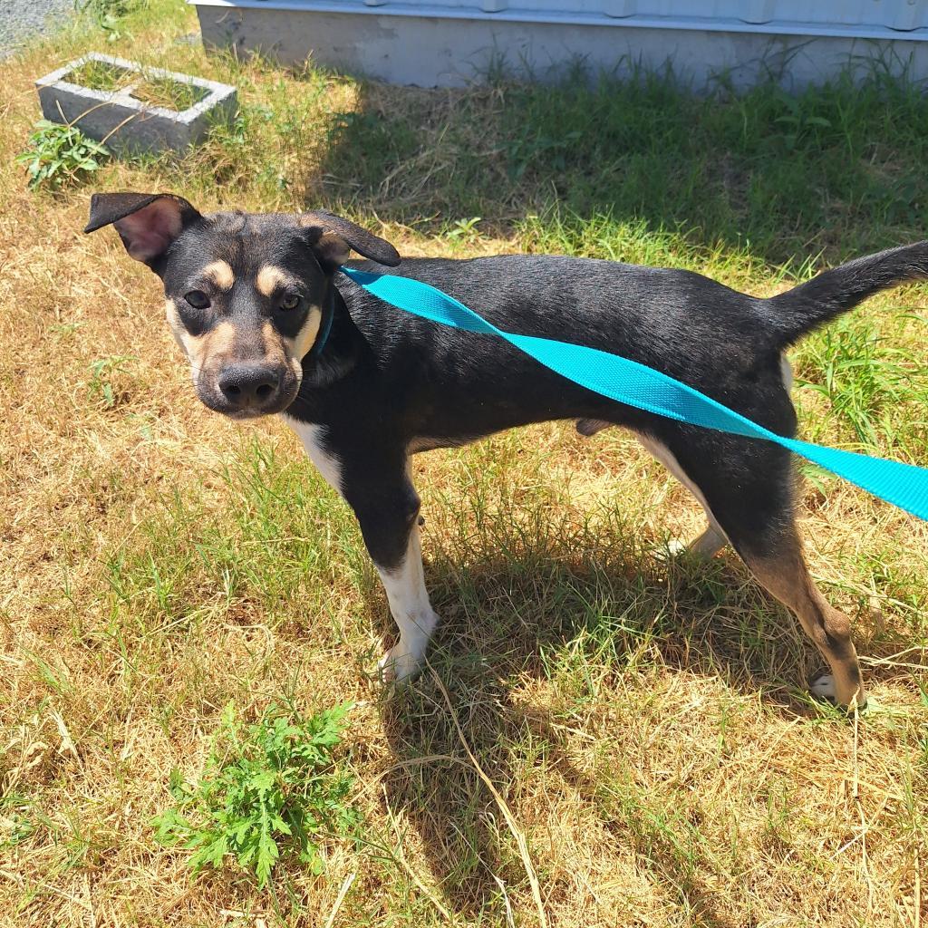 Beans/0004, an adoptable Shepherd, Mixed Breed in Harlingen, TX, 78550 | Photo Image 3