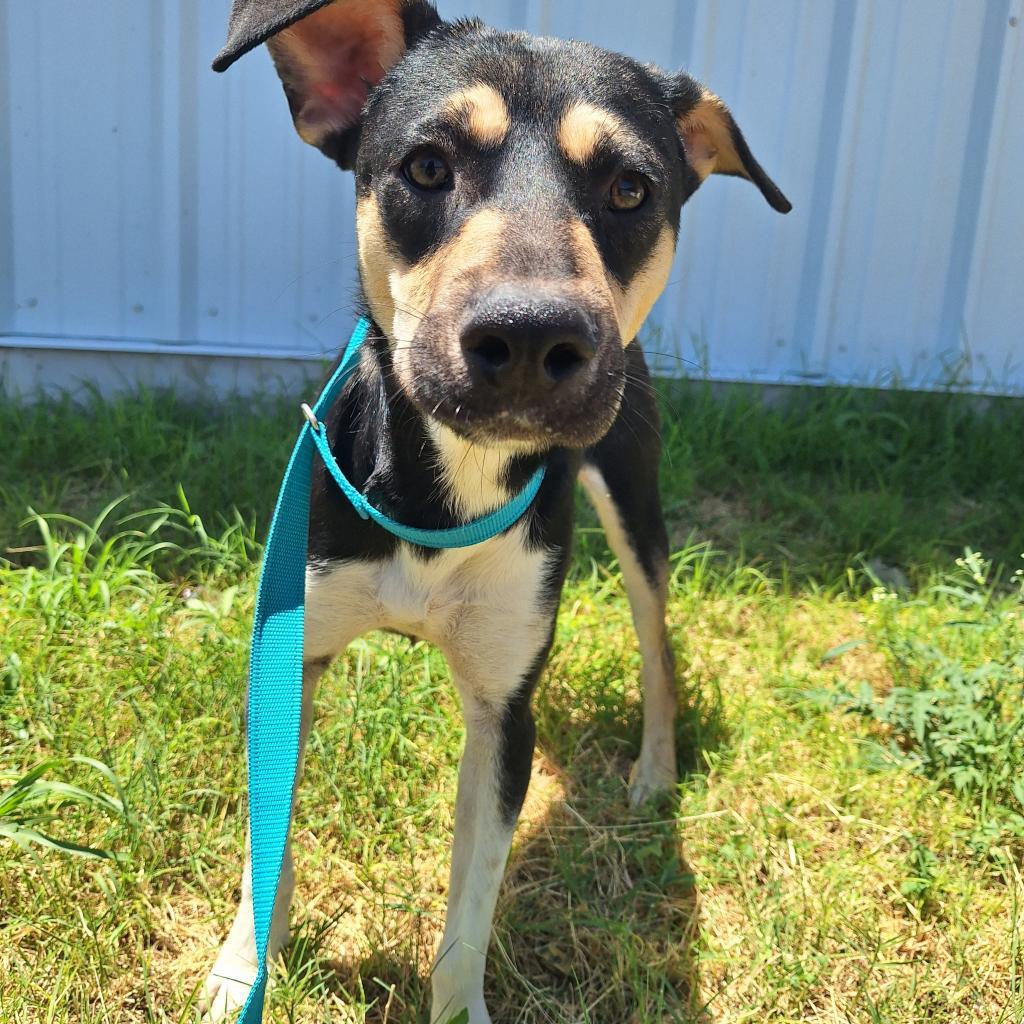 Beans/0004, an adoptable Shepherd, Mixed Breed in Harlingen, TX, 78550 | Photo Image 4