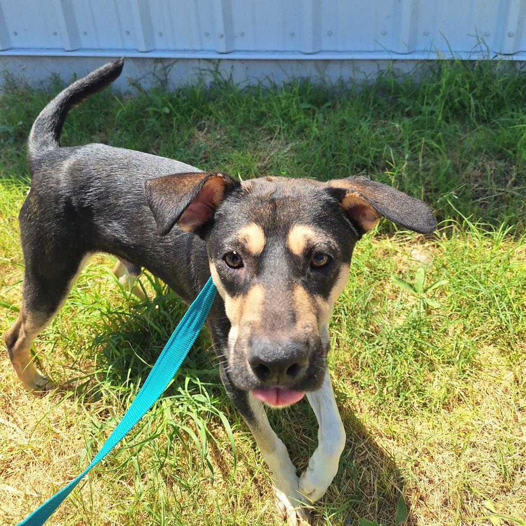 Beans/0004, an adoptable Shepherd, Mixed Breed in Harlingen, TX, 78550 | Photo Image 5