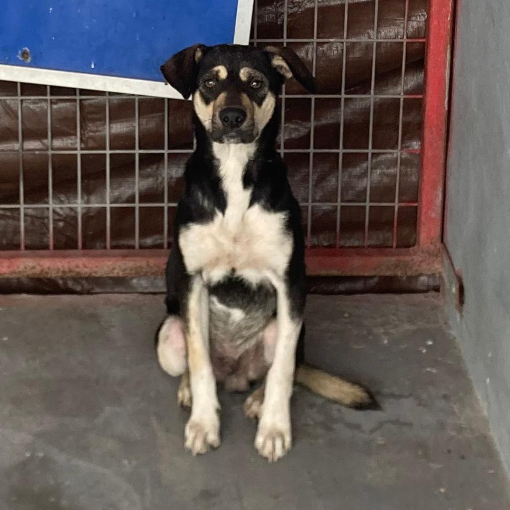 Beans/0004, an adoptable Shepherd, Mixed Breed in Harlingen, TX, 78550 | Photo Image 6
