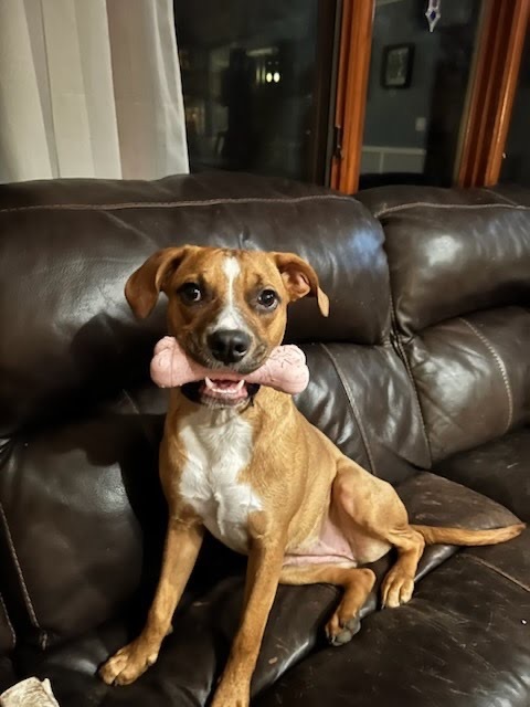 Olivia, an adoptable Boxer & Terrier Mix in Oswego, IL_image-1