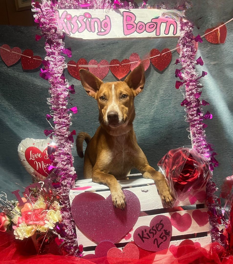 Dog for adoption - Yogi Bear, a Pharaoh Hound & Australian Cattle Dog ...