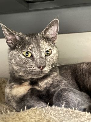 You can fill out an adoption application online on our official websiteMindi is an adorable tortie 