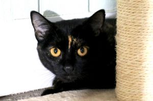 Mindi is an adorable tortie girl She is a little shy but is showing us her outgoing personality mor