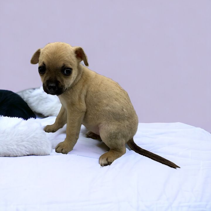 Pug mix outlet chihuahua puppies