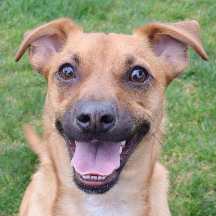 Archie, an adopted Terrier & Black Mouth Cur Mix in Clovis, CA_image-1