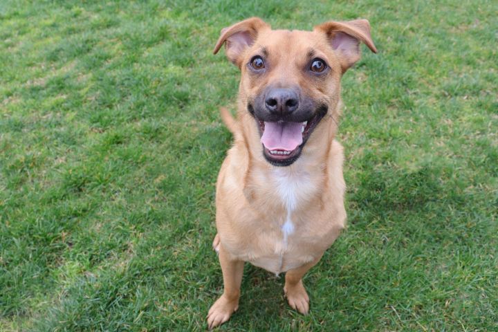 Archie, an adopted Terrier & Black Mouth Cur Mix in Clovis, CA_image-5