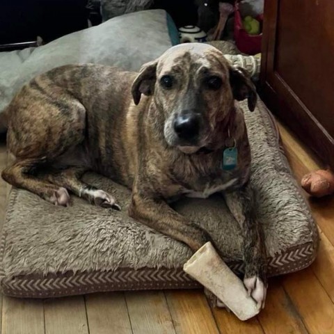 Honeybun, an adoptable Plott Hound, Mountain Cur in Bethlehem, NH, 03574 | Photo Image 4