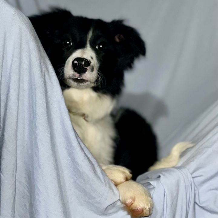 Jill, an adopted Border Collie Mix in Rochester, NY_image-2