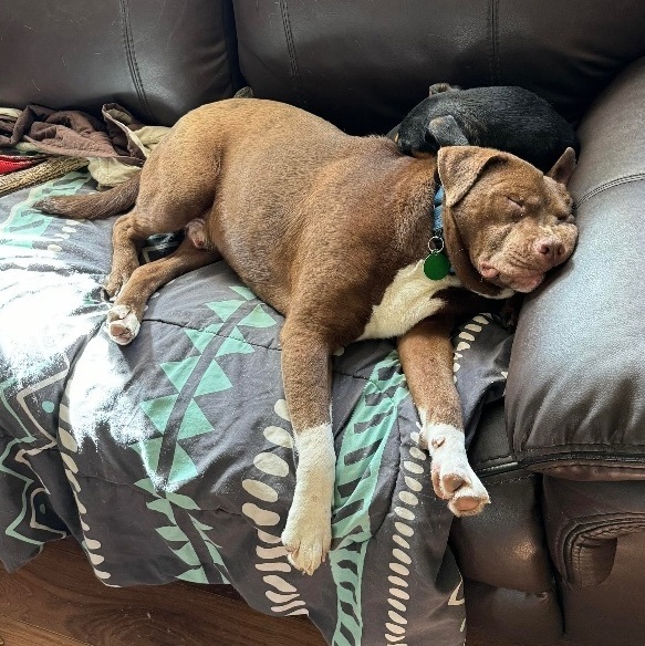 Dog for adoption Lennox, a Labrador Retriever & Pit Bull Terrier Mix