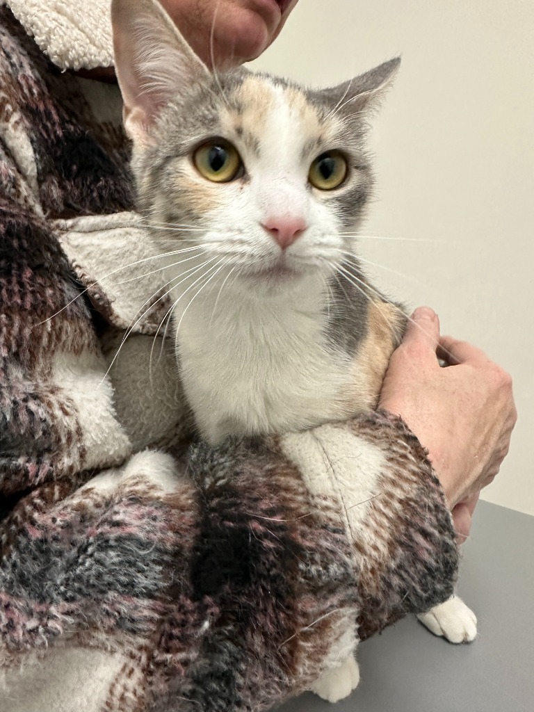 Cadabra (Snowball), an adoptable Domestic Short Hair in Calgary, AB, T3S 0C5 | Photo Image 2