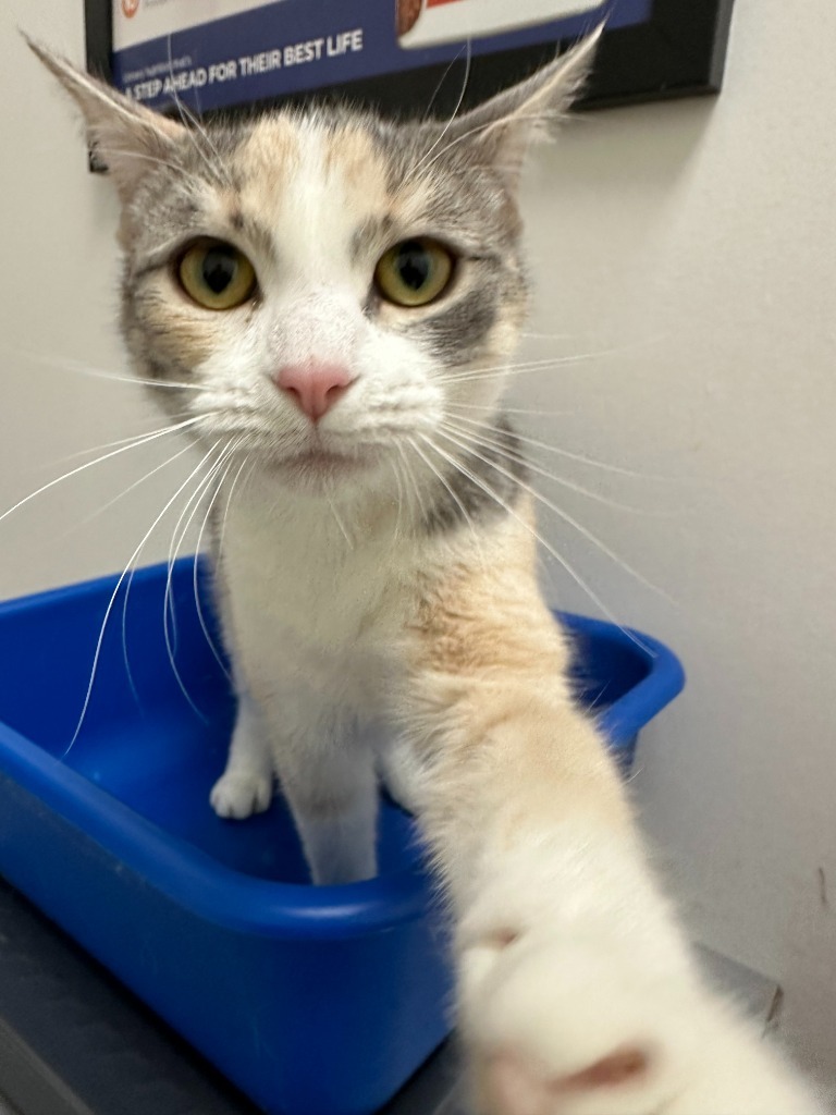 Cadabra (Snowball), an adoptable Domestic Short Hair in Calgary, AB, T3S 0C5 | Photo Image 2