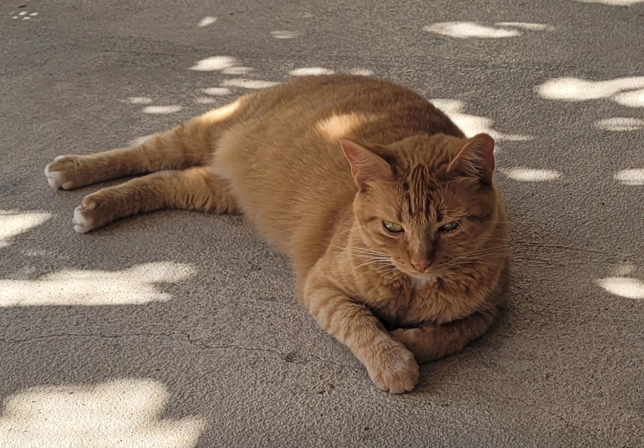 Goldie, an adoptable Domestic Short Hair in Stover, MO, 65078 | Photo Image 3