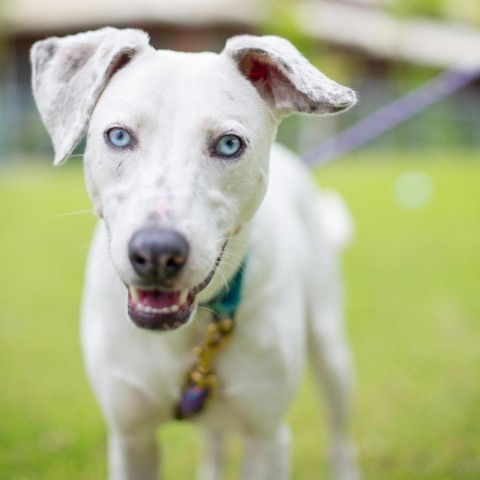 Daisy, an adoptable Mixed Breed in Kailua Kona, HI, 96740 | Photo Image 1