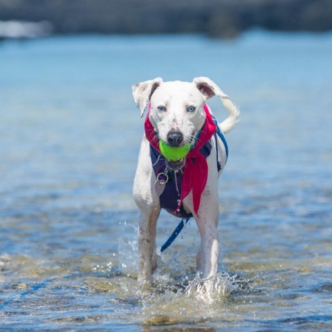 Daisy, an adoptable Mixed Breed in Kailua Kona, HI, 96740 | Photo Image 1