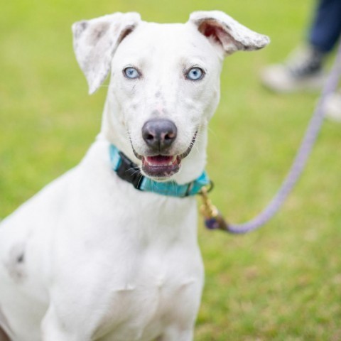 Daisy, an adoptable Mixed Breed in Kailua Kona, HI, 96740 | Photo Image 2