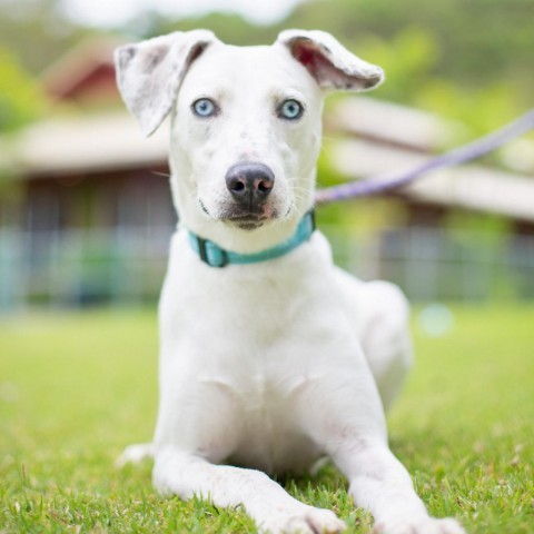 Daisy, an adoptable Mixed Breed in Kailua Kona, HI, 96740 | Photo Image 2