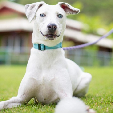Daisy, an adoptable Mixed Breed in Kailua Kona, HI, 96740 | Photo Image 3