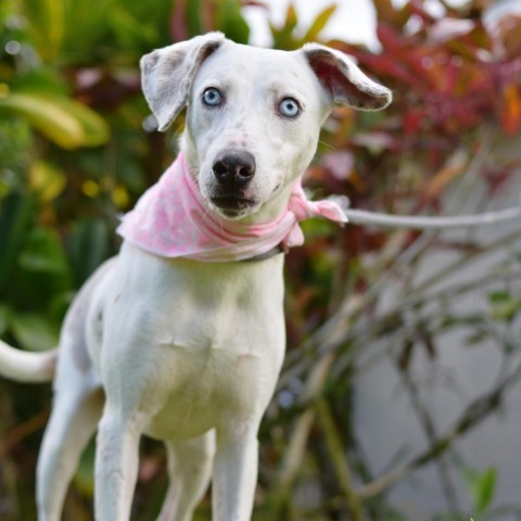 Daisy, an adoptable Mixed Breed in Kailua Kona, HI, 96740 | Photo Image 4