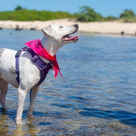 Daisy, an adoptable Mixed Breed in Kailua Kona, HI, 96740 | Photo Image 4