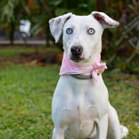 Daisy, an adoptable Mixed Breed in Kailua Kona, HI, 96740 | Photo Image 5