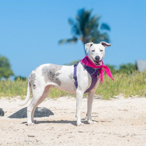 Daisy, an adoptable Mixed Breed in Kailua Kona, HI, 96740 | Photo Image 5