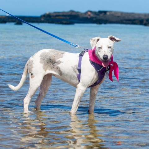 Daisy, an adoptable Mixed Breed in Kailua Kona, HI, 96740 | Photo Image 6