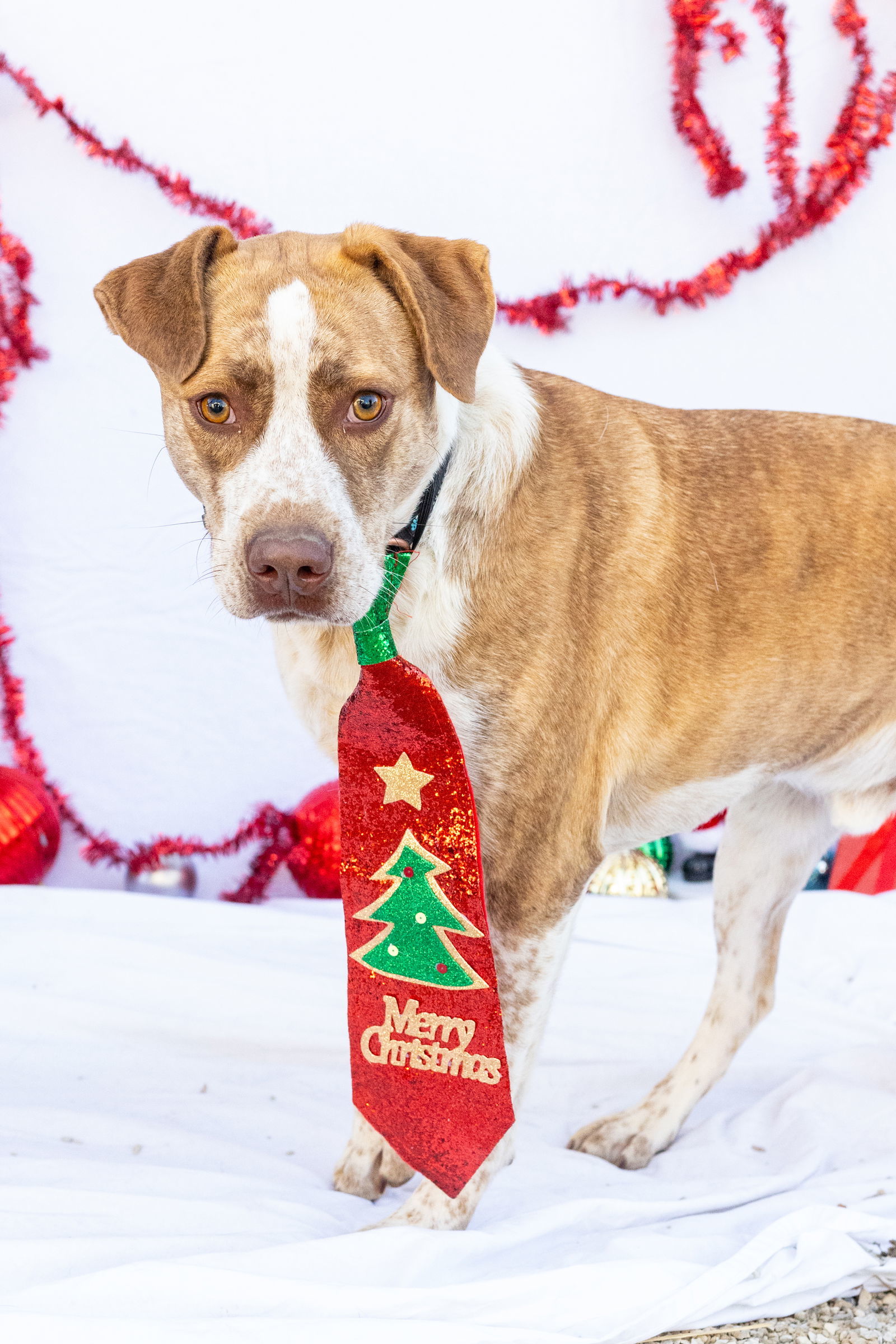 Pip, an adoptable Pointer, Border Collie in Stover, MO, 65078 | Photo Image 1