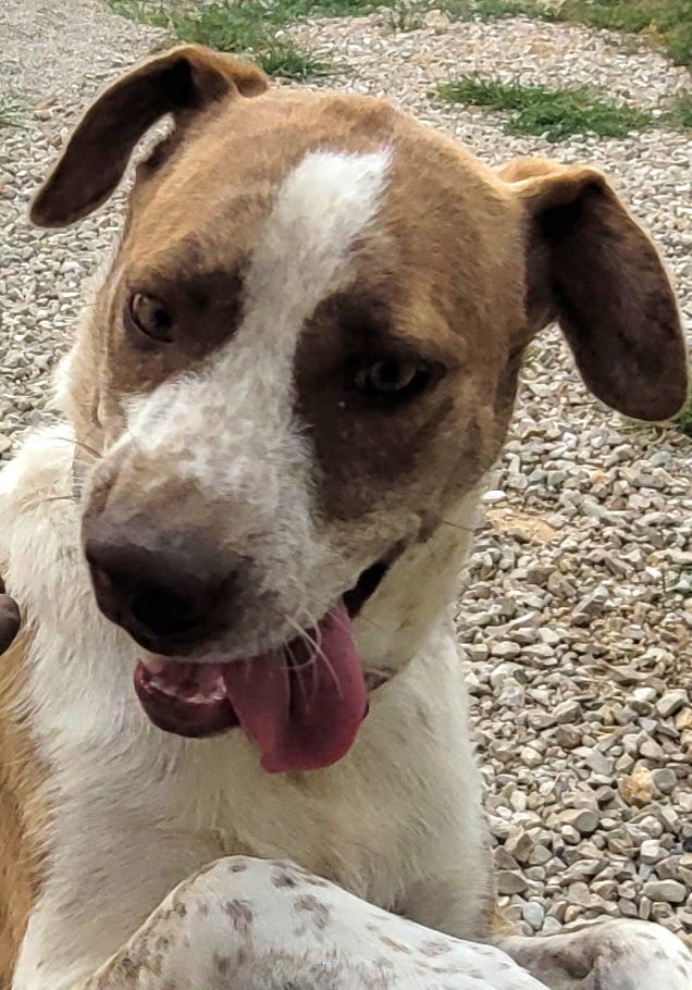 Pip, an adoptable Pointer, Border Collie in Stover, MO, 65078 | Photo Image 2