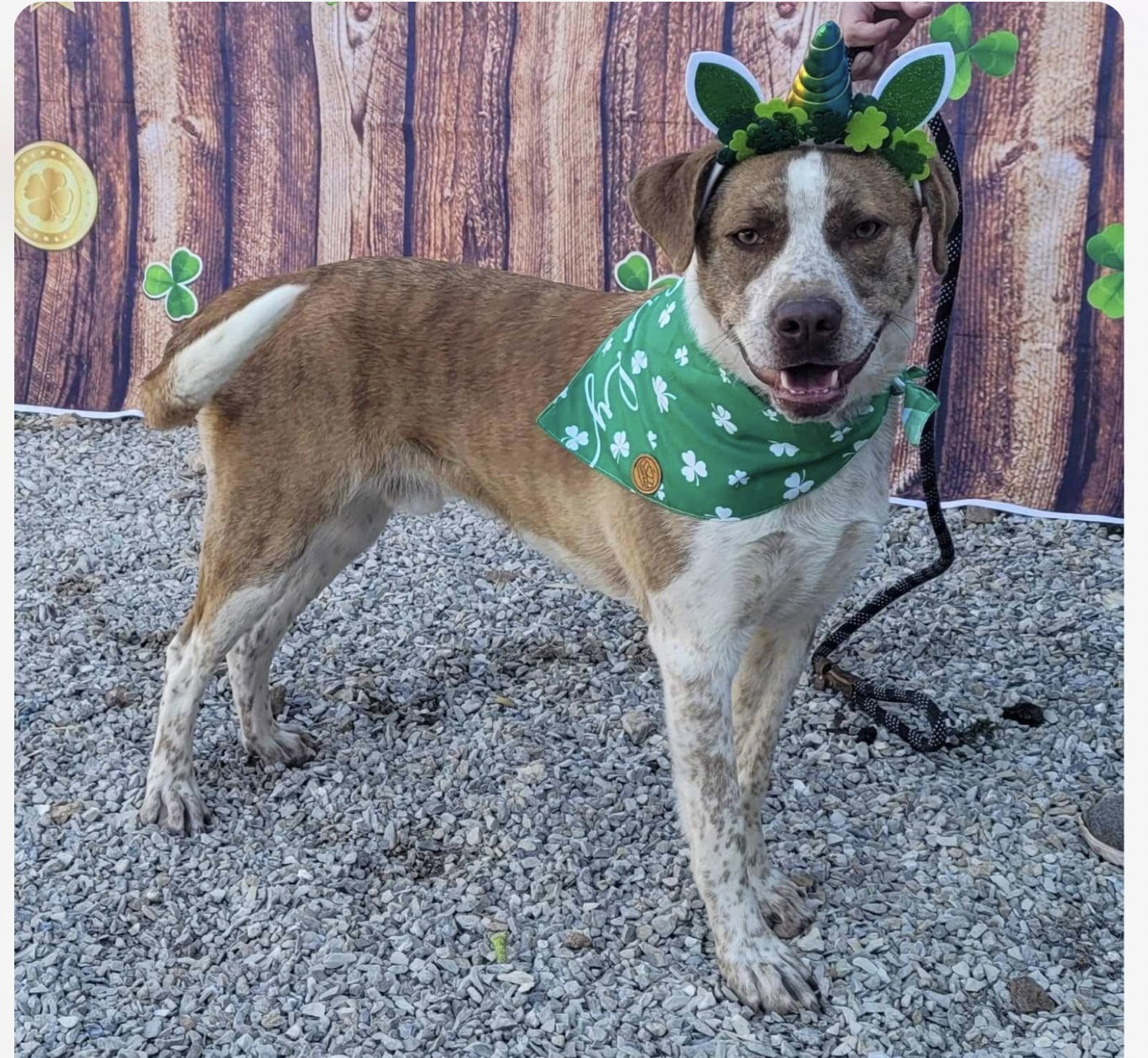 Pip, an adoptable Pointer, Border Collie in Stover, MO, 65078 | Photo Image 3