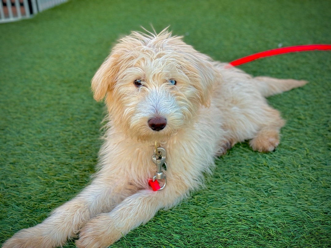 Aussiedoodle petfinder best sale