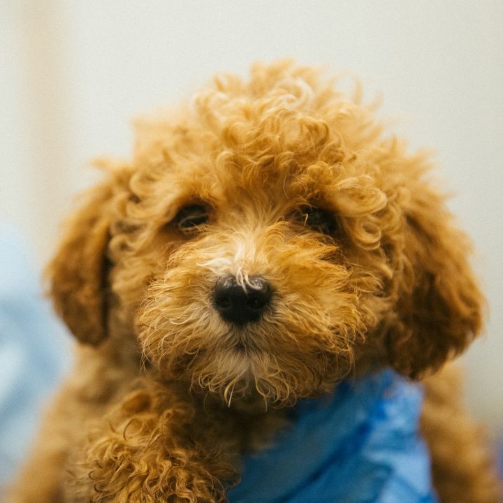 Miniature poodle and cocker spaniel clearance mix