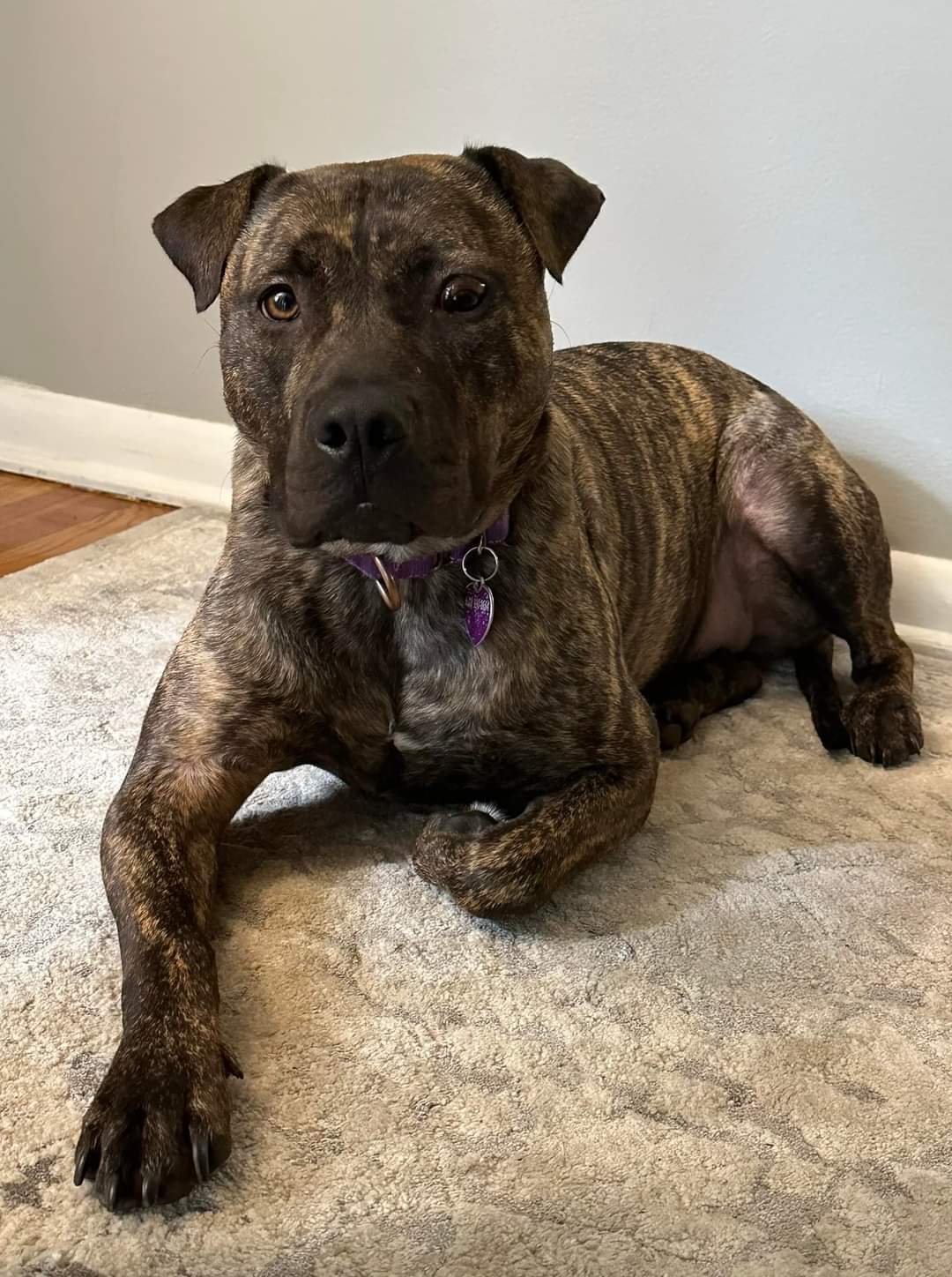 Sarah, an adoptable Pit Bull Terrier in Minneapolis, MN, 55412 | Photo Image 1