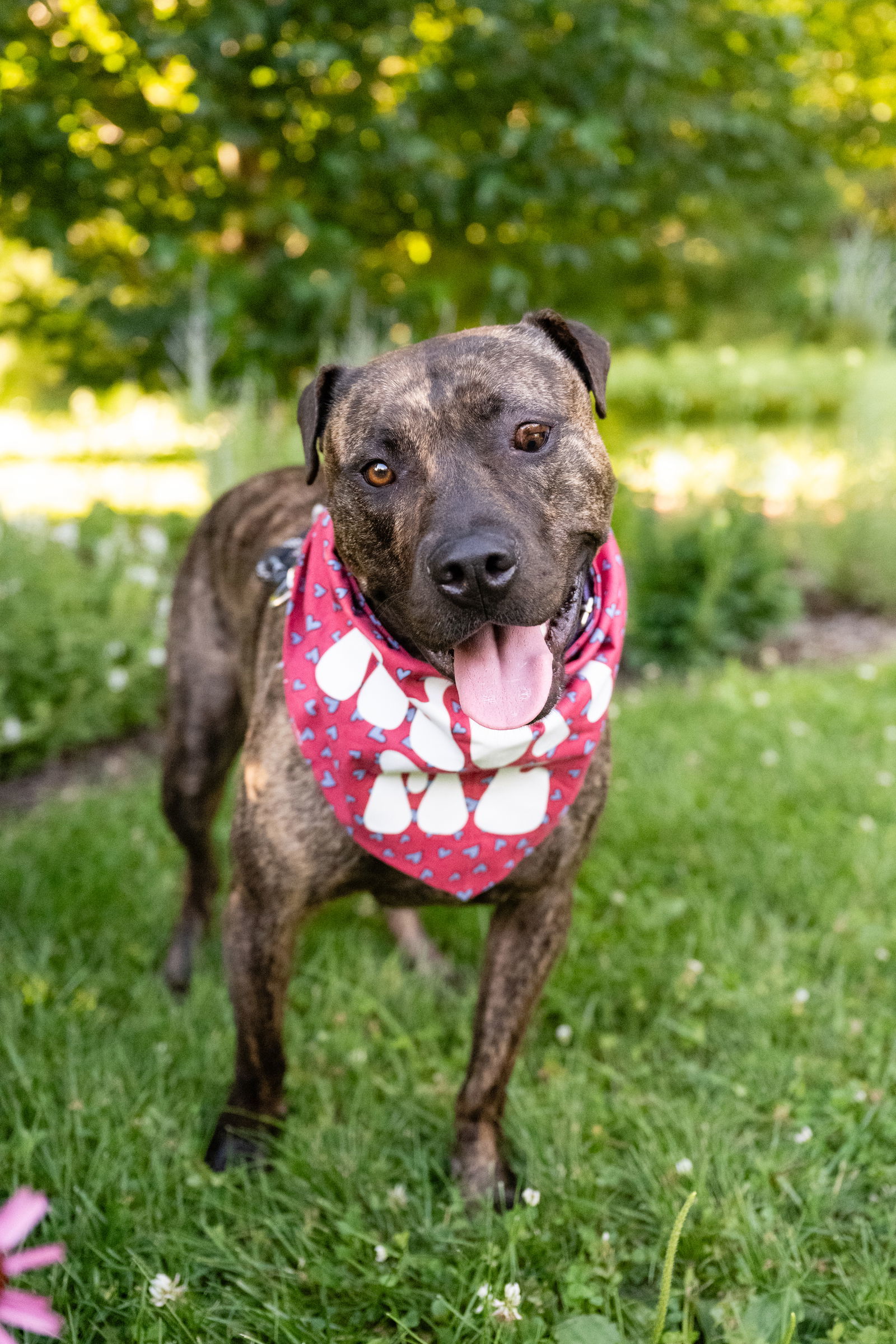 Sarah, an adoptable Pit Bull Terrier in Minneapolis, MN, 55412 | Photo Image 1